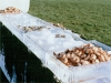 Raw Bar